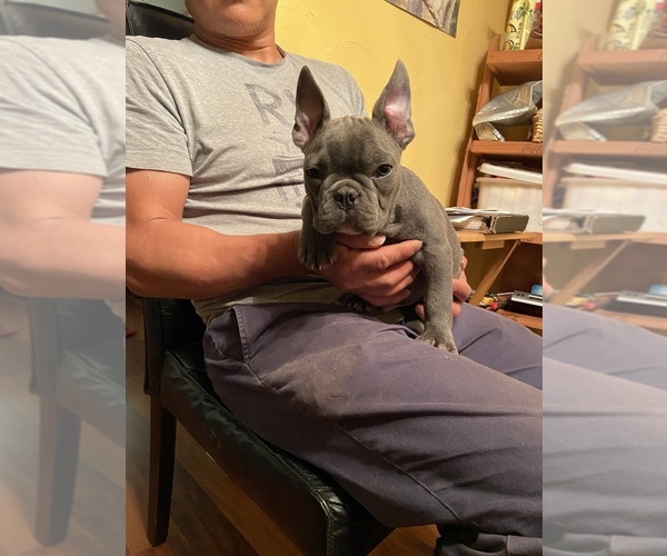 Medium Photo #3 French Bulldog Puppy For Sale in CLEVELAND, NC, USA