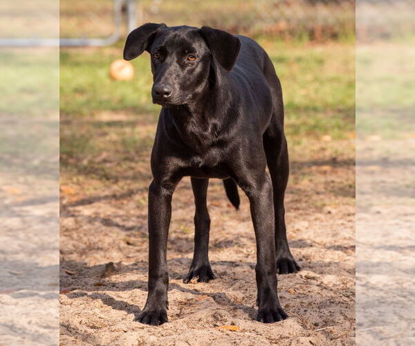 Medium Photo #2 Labrador Retriever-Unknown Mix Puppy For Sale in oakland, FL, USA