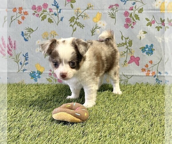 Medium Photo #2 Chihuahua Puppy For Sale in NEW YORK, NY, USA