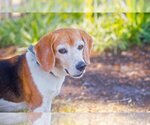 Small Photo #7 Beagle Puppy For Sale in Melrose, FL, USA