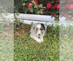 Small Photo #4 Australian Shepherd Puppy For Sale in CENTER, KY, USA