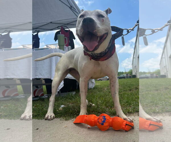 Medium Photo #17 American Pit Bull Terrier-Unknown Mix Puppy For Sale in Germantown, OH, USA