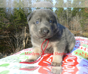 German Shepherd Dog Puppy for sale in PIEDMONT, MO, USA