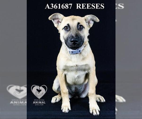 Medium Photo #2 German Shepherd Dog Puppy For Sale in Stockton, CA, USA