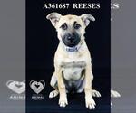 Small #1 German Shepherd Dog
