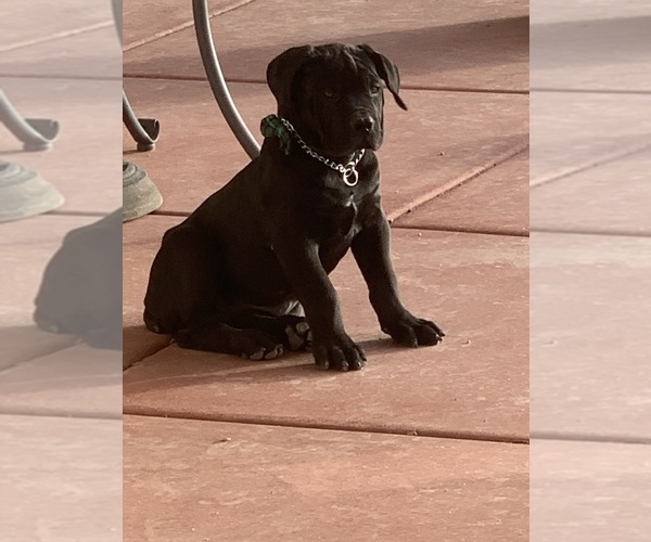 Medium Photo #60 Boerboel Puppy For Sale in LAS CRUCES, NM, USA