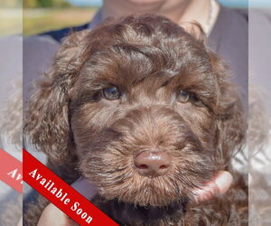 Cocoa Bean - Male Mutt Dog for Adoption