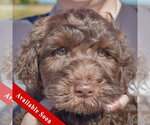Cocoa Bean - Male Mutt Dog for Adoption - Small photo