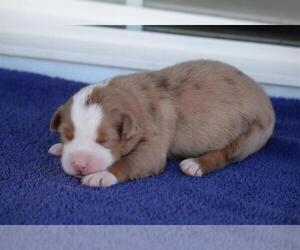 Medium Australian Shepherd