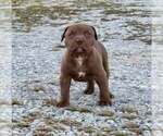 Puppy 2 American Pit Bull Terrier