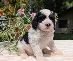 Small #11 Miniature Bernedoodle