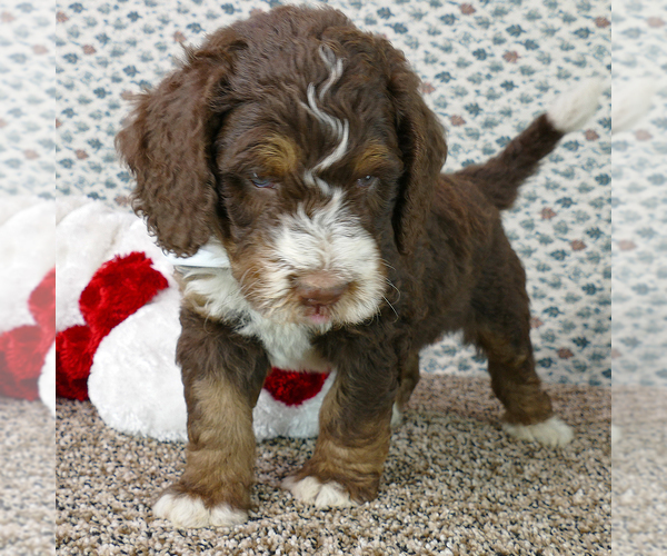 Medium Photo #3 Bernedoodle Puppy For Sale in ROY, UT, USA