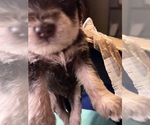 Puppy Puppy 6 Schnauzer (Miniature)