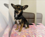 Small #4 Chihuahua Mix