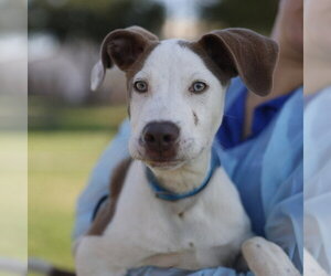 Mutt Dogs for adoption in San Antonio, TX, USA