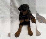 Small #16 Doberman Pinscher