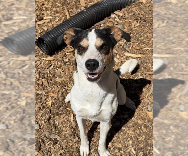 Medium Photo #1 Rat Terrier-Unknown Mix Puppy For Sale in Placerville, CA, USA