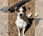 Small Rat Terrier Mix