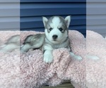 Puppy Puppy 5 Siberian Husky