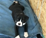 Small Photo #7 Boxer Puppy For Sale in LACEY, WA, USA