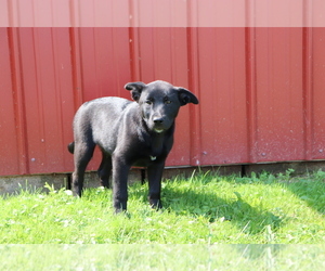 Akita-Labrador Retriever Mix Puppy for sale in SHILOH, OH, USA