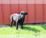 Small Akita-Labrador Retriever Mix
