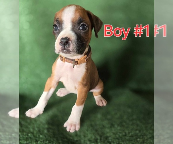 Medium Photo #5 Boxer Puppy For Sale in VICTORIA, TX, USA