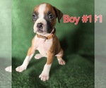 Small Photo #5 Boxer Puppy For Sale in VICTORIA, TX, USA
