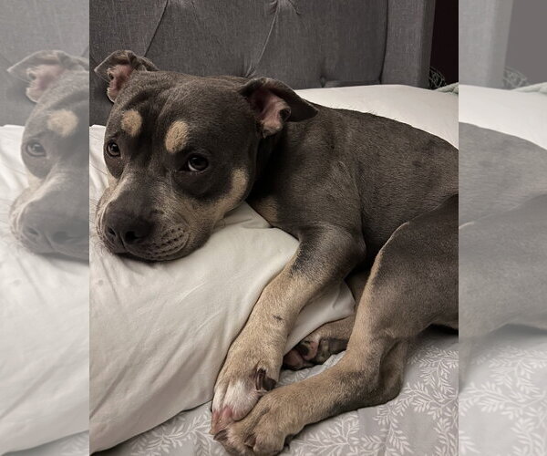 Medium Photo #6 Bulldog-Unknown Mix Puppy For Sale in Clarkston, MI, USA