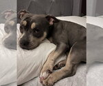 Small #5 Bulldog Mix