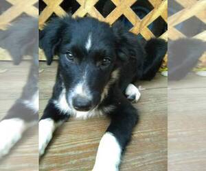Border Collie Puppy for sale in AIKEN, SC, USA