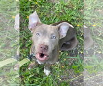 Small Mutt
