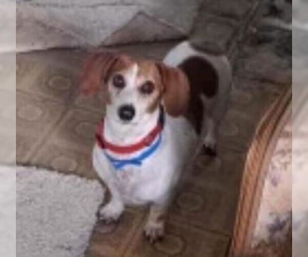 Medium Photo #5 Dachshund Puppy For Sale in Los Angeles, CA, USA