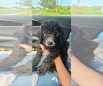 Small Photo #2 Goldendoodle Puppy For Sale in MAGNOLIA SQ, FL, USA