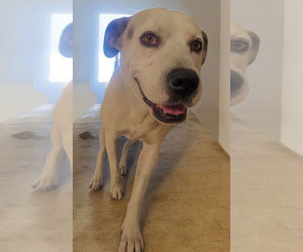 Medium Photo #1 American Staffordshire Terrier-Labrador Retriever Mix Puppy For Sale in Dana Point, CA, USA