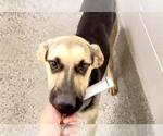 Small #2 German Shepherd Dog Mix