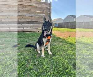 German Shepherd Dog-Unknown Mix Dogs for adoption in Greenville, SC, USA