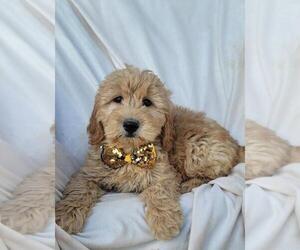 Goldendoodle Puppy for sale in INDIANAPOLIS, IN, USA