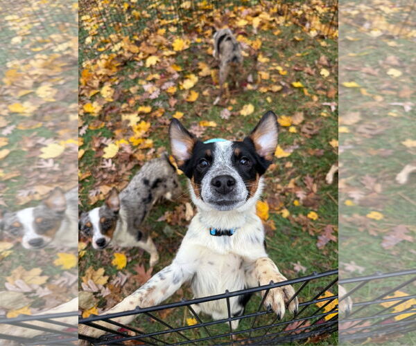 Medium Photo #4 Mutt Puppy For Sale in Garden City, NY, USA