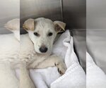 Small #14 Great Pyrenees Mix