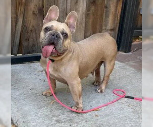 Medium Photo #1 French Bulldog Puppy For Sale in Tracy, CA, USA