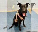 MIDNIGHT - Female Labrador Retriever-Unknown Mix Dog for Adoption - Small photo