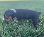 Small Photo #4 Rat Terrier Puppy For Sale in UNION, IA, USA