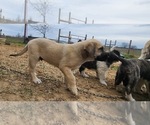 Small #19 Anatolian Shepherd