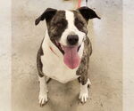 Small #4 Mountain Cur Mix