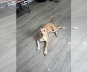 American Pit Bull Terrier Dogs for adoption in Oak Bluffs, MA, USA