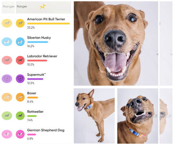 Medium Photo #8 American Pit Bull Terrier-Siberian Husky Mix Puppy For Sale in The Woodlands, TX, USA