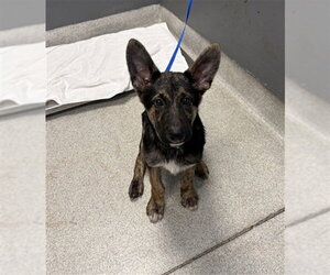 German Shepherd Dog-Unknown Mix Dogs for adoption in Tallahassee, FL, USA