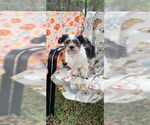 Small #16 Shih Tzu