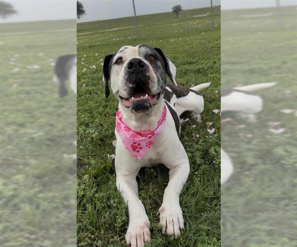 Medium Photo #2 American Bulldog Puppy For Sale in Rosenberg, TX, USA